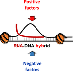 Chromosomal R-loops: who R they?