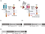 Genetically Engineered CLDN18.2 CAR-T Cells Expressing Synthetic PD1/CD28 Fusion Receptors Produced Using a Lentiviral Vector.