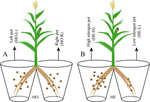 Jasmonic Acid Mediates Maize (Zea mays L.) Roots Response to Soil Nitrogen Heterogeneity