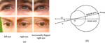 Residual feature learning with hierarchical calibration for gaze estimation