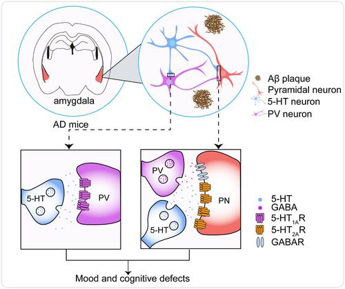 Amygdala neuronal dyshomeostasis via 5-HT receptors mediates mood and cognitive defects in Alzheimer's disease