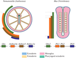 On the Origin of Tentacles and Limbs in Deuterostomia