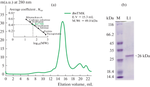 Crystal Structure of the Brugia malayi Thymidylate Kinase-dTMP Complex and Small Angle X-ray Scattering Experiments Identifies Changes in the Dimeric Association Compared to the Human Homolog