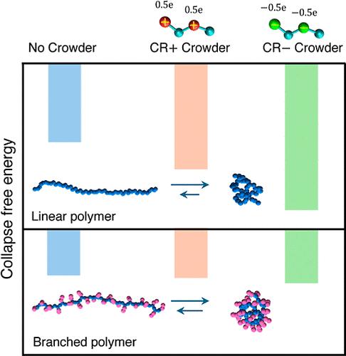 Effects of Polymer Architecture and Charged Molecular Crowders on Hydrophobic Polymer Collapse