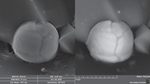 Behavior of Sulfur by the Example of Iron Balls from Regolith Samples from Luna-24 (Mare Crisium)