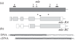 Drosophila melanogaster MLE Helicase Functions Beyond Dosage Compensation: Molecular Nature and Pleiotropic Effect of mle[9] Mutation