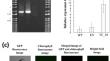 Correction: Highly Efficient Genetic Transformation Methods for the Marine Oleaginous Diatom Fistulifera solaris