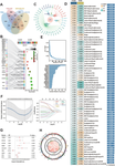 Multi-omic profiling reveals potential biomarkers of hepatocellular carcinoma prognosis and therapy response among mitochondria-associated cell death genes in the context of 3P medicine