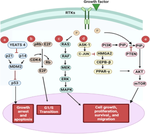 An overview on liposarcoma subtypes: Genetic alterations and recent advances in therapeutic strategies.