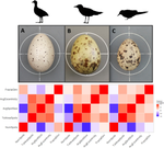 All around the egg: consistency of spottiness and colouration across an avian eggshell