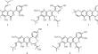 Prenylated Flavonoids from Roots of Artocarpus elasticus