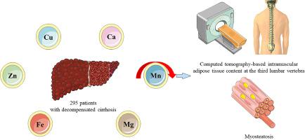 Low serum manganese as a noninvasive marker predicting the presence of myosteatosis among hospitalized patients with cirrhosis