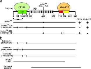 Role of Mod(mdg4)-67.2 Protein in Interactions between Su(Hw)-Dependent Complexes and Their Recruitment to Chromatin