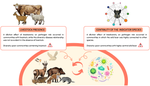 New insights into biodiversity-disease relationships: the importance of the host community network characterization