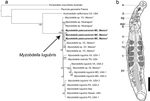 Not that many leech species after all: Myzobdella lugubris and Myzobdella patzcuarensis (Annelida: Hirudinida) are the same species.