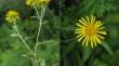 The Complete Chloroplast Genome of Inula britannica: Unraveling the Phylogeny, Evolution, and Taxonomic Significance of the Genus Inula