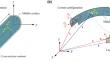 Thin-walled composite beam elements via the absolute nodal coordinate formulation