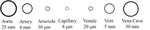 A Critical Review of Multiphase Modelling of Blood Flow in Human Cardiovascular System