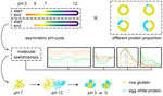 Molecular Spectroscopy Analysis of Different pH-Cycle Self-Assembly Between Rice Glutelin and Egg White Protein Under Neutral Conditions