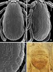 Redescription of adults and first description of the larva of Haemaphysalis (Rhipistoma) adleri Feldman-Muhsam, 1951 (Acari: Ixodidae), parasite of carnivorans in Western Asia.