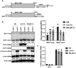 Nonsense-mediated mRNA decay of metal-binding activator MAC1 is dependent on copper levels and 3'-UTR length in Saccharomyces cerevisiae.