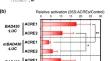 ACRE, a class of AP2/ERF transcription factors, activates the expression of sweet potato ß-amylase and sporamin genes through the sugar-responsible element CMSRE-1.