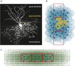 Gap Junctions May Have A Computational Function In The Cerebellum: A Hypothesis.