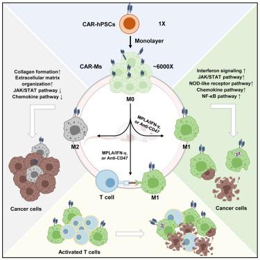 Activating innate immune responses repolarizes hPSC-derived CAR macrophages to improve anti-tumor activity