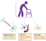 Stem Cell-Derived Exosomal MicroRNAs as Novel Potential Approach for Multiple Sclerosis Treatment.