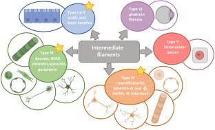 Unique Role of Vimentin in the Intermediate Filament Proteins Family