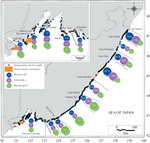 Swift’s Scallop (Chlamys swiftii, Bivalvia) Resources and the Structure of Beds in Coastal Waters of Primorsky Krai, Sea of Japan