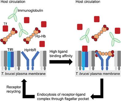 How are Trypanosoma brucei receptors protected from host antibody-mediated attack?