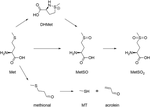 Identification of β-aspartic semialdehyde and homocysteine as major reaction products of riboflavin-sensitized photooxidation of peptide-bound methionine