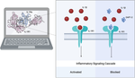 DAP1-2: a synthetic peptide targeting IL-1R1 receptor effectively suppresses IL-1β in vitro.