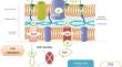 The Impact of Fosfomycin on Gram Negative Infections: A Comprehensive Review