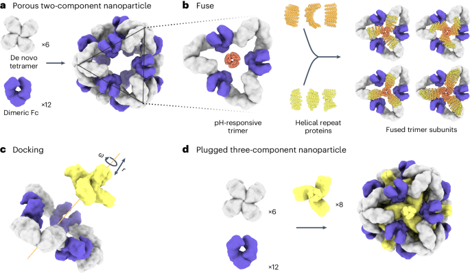 Computational design of non-porous pH-responsive antibody nanoparticles