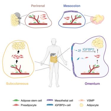 A human omentum-specific mesothelial-like stromal population inhibits adipogenesis through IGFBP2 secretion