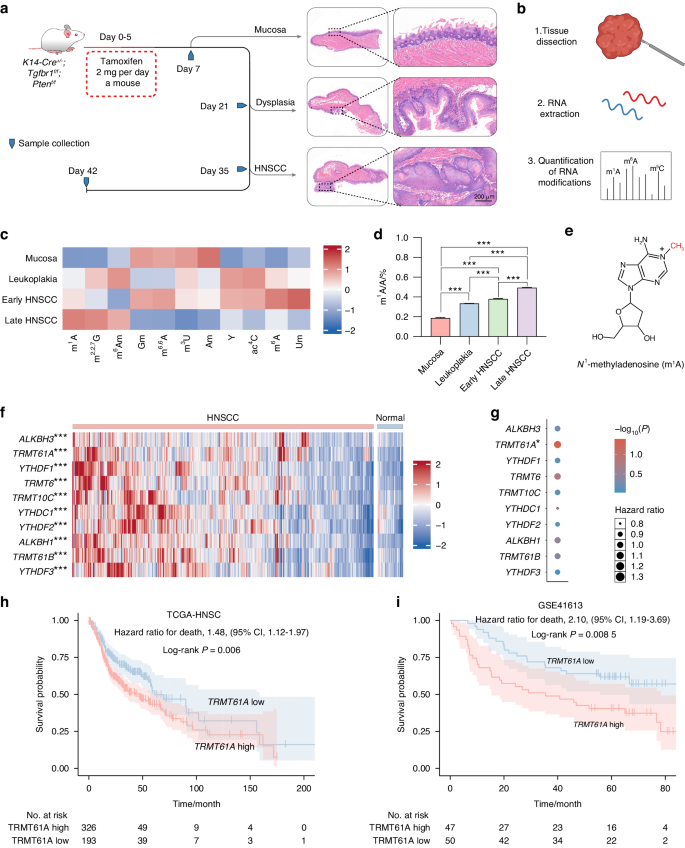 m1A inhibition fuels oncolytic virus-elicited antitumor immunity via downregulating MYC/PD-L1 signaling