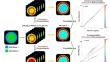 Pre-therapy PET-based voxel-wise dosimetry prediction by characterizing intra-organ heterogeneity in PSMA-directed radiopharmaceutical theranostics.