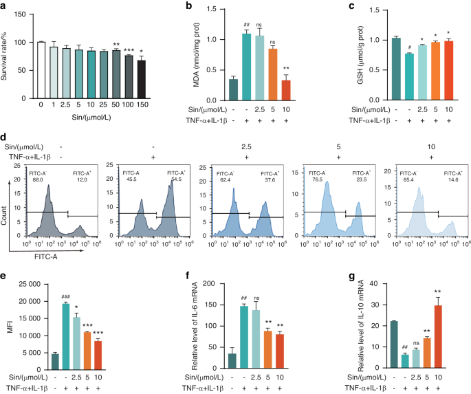 Sinensetin protects against periodontitis through binding to Bach1 enhancing its ubiquitination degradation and improving oxidative stress