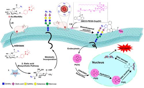 Tumor-Targeted Oxaliplatin(IV) Prodrug Delivery Based on ROS-Regulated Cancer-Selective Glycan Labeling