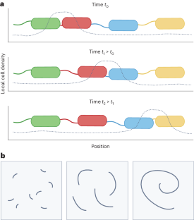 Bacteria spiral into control