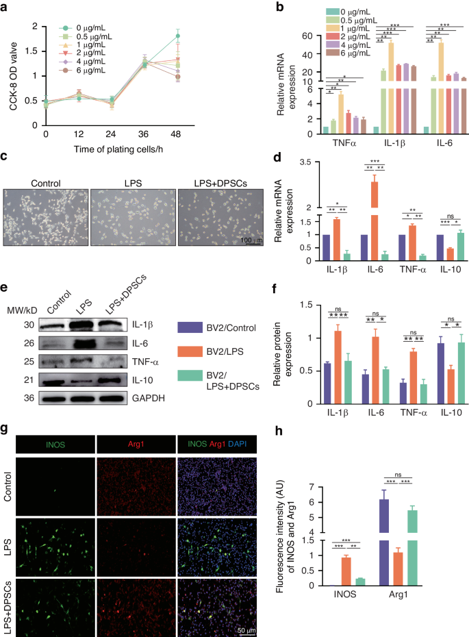 Human dental pulp stem cells mitigate the neuropathology and cognitive decline via AKT-GSK3β-Nrf2 pathways in Alzheimer’s disease