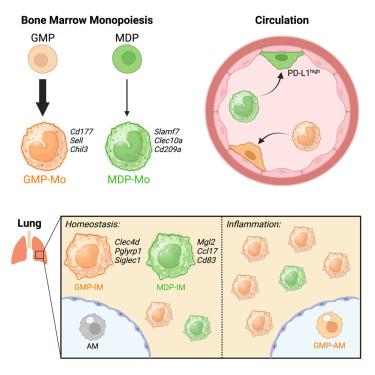 Classical monocyte ontogeny dictates their functions and fates as tissue macrophages