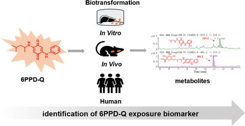 In Vitro and In Vivo Biotransformation Profiling of 6PPD-Quinone toward Their Detection in Human Urine