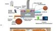 Effects of Process Conditions on Drying of Tomato Pomace in a Novel Daylight Simulated Photovoltaic-Assisted Drying System