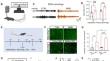 Thalamic Nucleus Reuniens Glutamatergic Neurons Mediate Colorectal Visceral Pain in Mice via 5-HT<sub>2B</sub> Receptors.