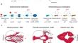 Insights into Craniofacial Development and Anomalies: Exploring Fgf Signaling in Zebrafish Models.