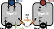 Endocrine control of gill ionocyte function in euryhaline fishes.