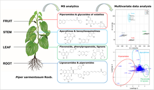 Comparative metabolite analysis of Piper sarmentosum organs approached by LC–MS-based metabolic profiling